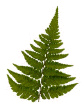 Leather Fern Leaf