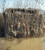 Camo Systems 8ft x 20ft Specialist Series Woodland Digital Camo Netting