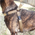 K9 Harness