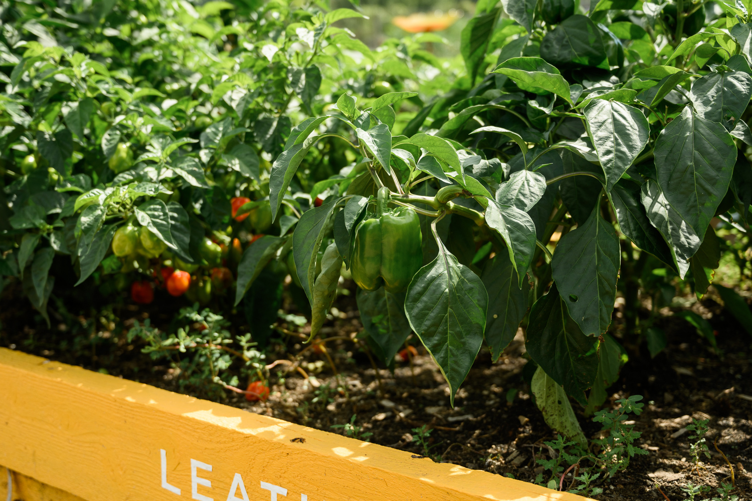 Close up image of company garden