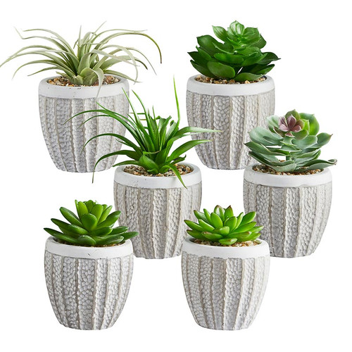 Succulents in Small Pot - Set of 6