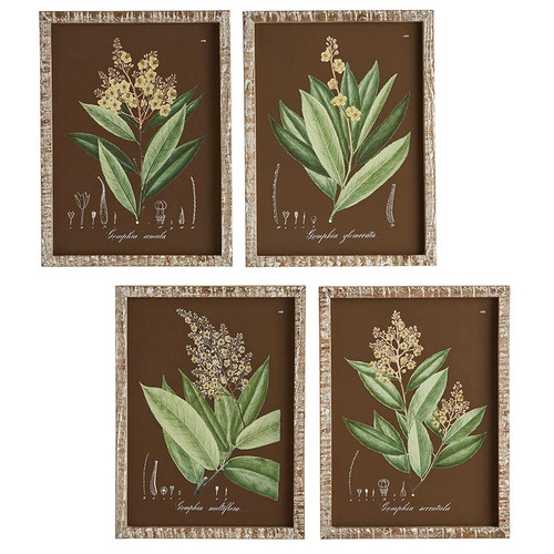 Botanical Framed Art - Set of 4