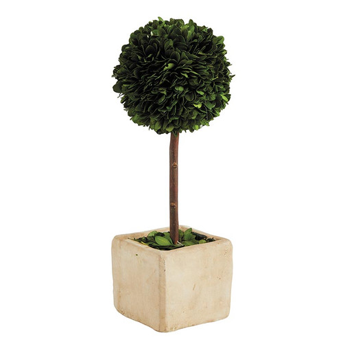 Topiary Square Boxwood - Medium