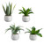 Succulents in Small Pot - Set of 4