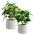 Plant in Cement Pot - Set of 2