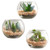 Succulent in Glass Pot - Set of 3