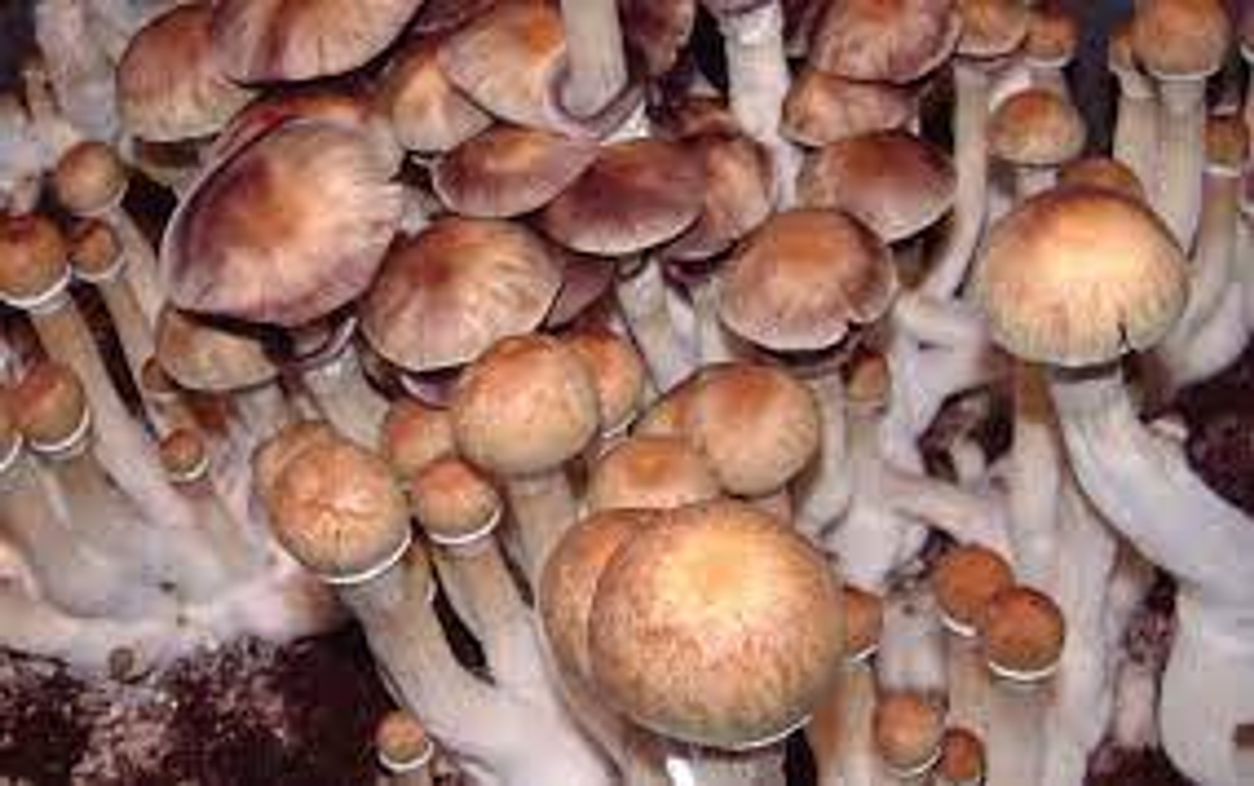 dark spore mushroom company sc