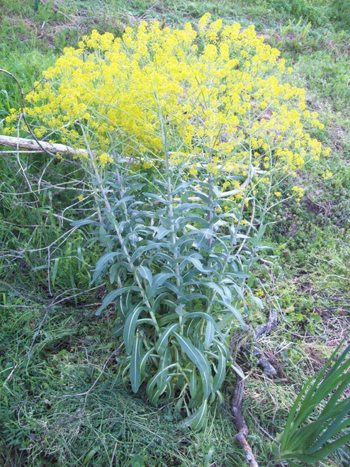 Woad (10 seeds)