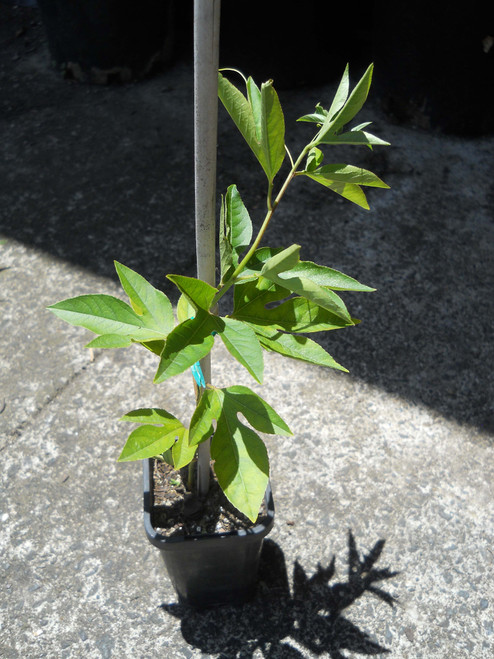 Passionflower (passiflora incarnata)