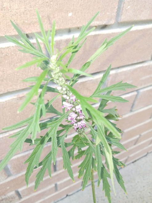 Motherwort (50 seeds)