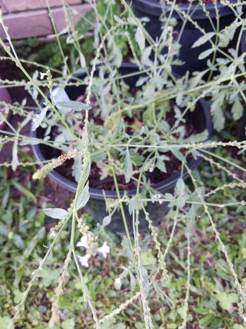 Common Vervain (verbena offinalis) (100 seeds)