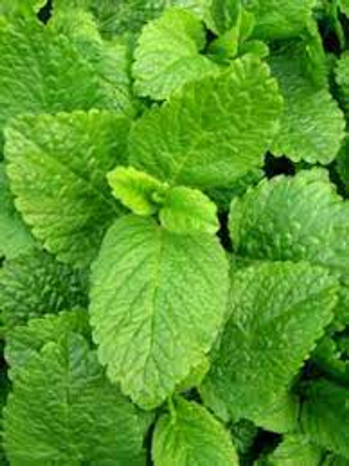 Lemon Balm (400+ seeds)