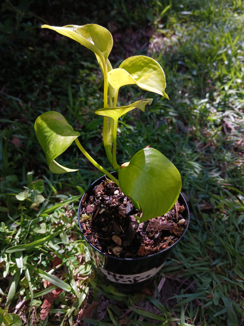 Epipremnum Aureum 'Neon Pothos'