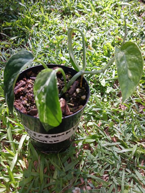 Philodendron Pinatum (variegated)