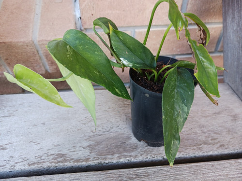 Epipremnum Pinnatum variegated