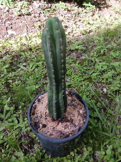Trichocereus Peruviana 'Brian' 19cm