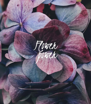 Flowers for spring blooms