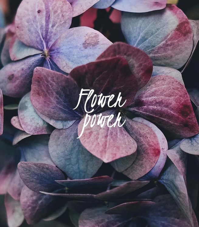 Flowers for spring blooms