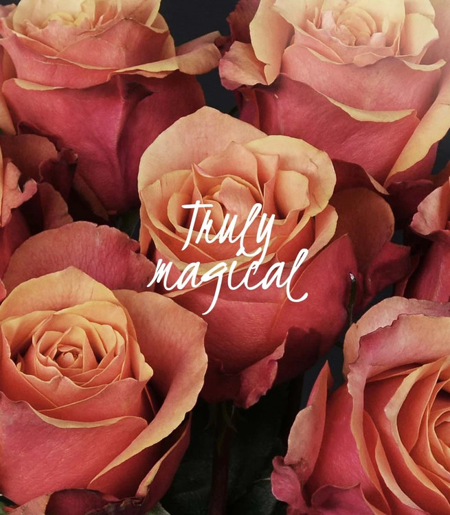 How to grow specialty narcissus