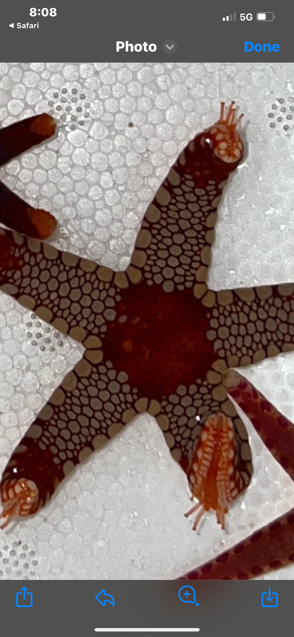 Felt Stars in Salt Water – Benzie Design