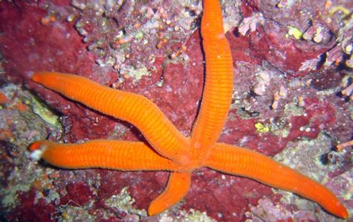 Orange Linkia Starfish