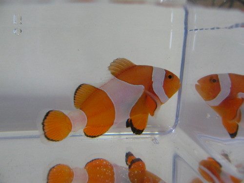 Ocellaris (Common) Clownfish