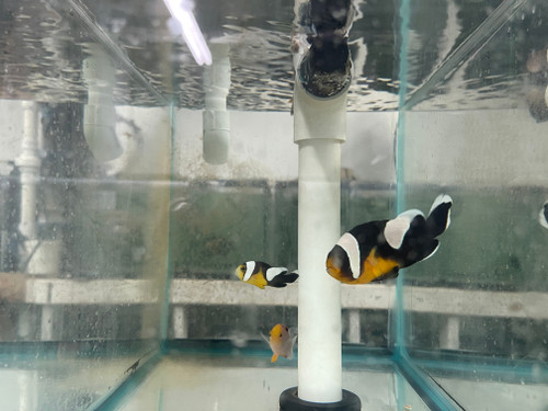 Black & Gold Saddleback Clownfish PNG)