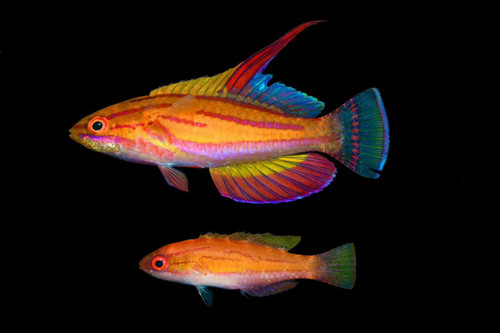 Newly Discovered Red Fin Fairy Wrasse (Cirrhilabrus sp)