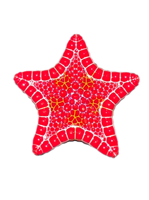 African Red biscuit starfish | Goniaster tessellatus