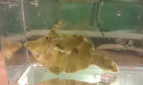 Matted (Aiptasia eating) Filefish-Acreichthys tomentosus