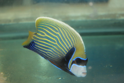 Imperator Angelfish-adult 5-6" 