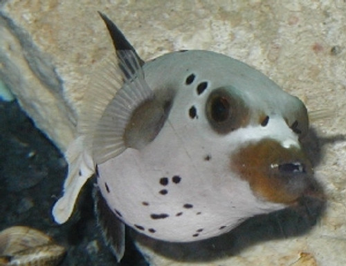 Dogface Pufferfish 3-4"