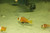 Black Foot (Nigripe) Clownfish-WC Pair
