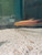Australian Flathead Perch | Rainfordia opercularis