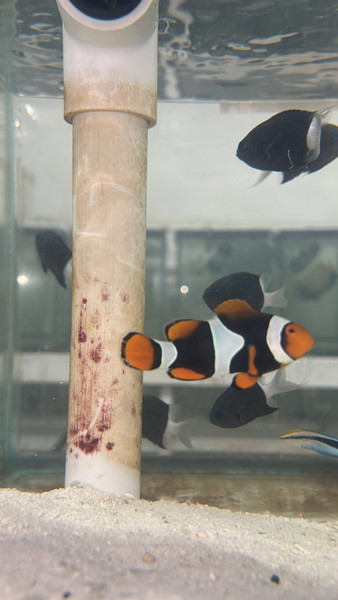 True Percula Clownfish-super black single