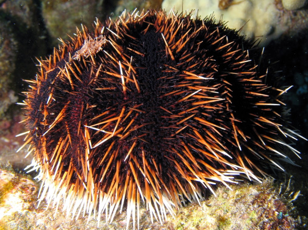 Collector Urchin - Tripneustes gratilla