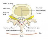 Spinal nerves emerging from spinal segments. 