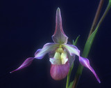 Being in Time - Phragmipedium Ainsworthii
Get the body into 3-D time. Very important to enable therapists to bring the client into contact with and stay in the lower half of the body. Helps those who are reluctant to incarnate fully into "the here and now". It does so by harmonising the body's etheric cycles with those same cycles in Nature. This is a calibration to a flow which helps one to manage one's time better, especially when there is the sense of having too much to do and too little time to do it in. GREAT FOR JET LAG. The body can immediately harmonise and integrate with the time-zone of the local area no matter what the distance nor direction of travel.