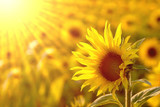 Use at the beginning of your day to affirm whole body wellness!