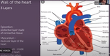 Genius Biofeedback and Heart Frequencies