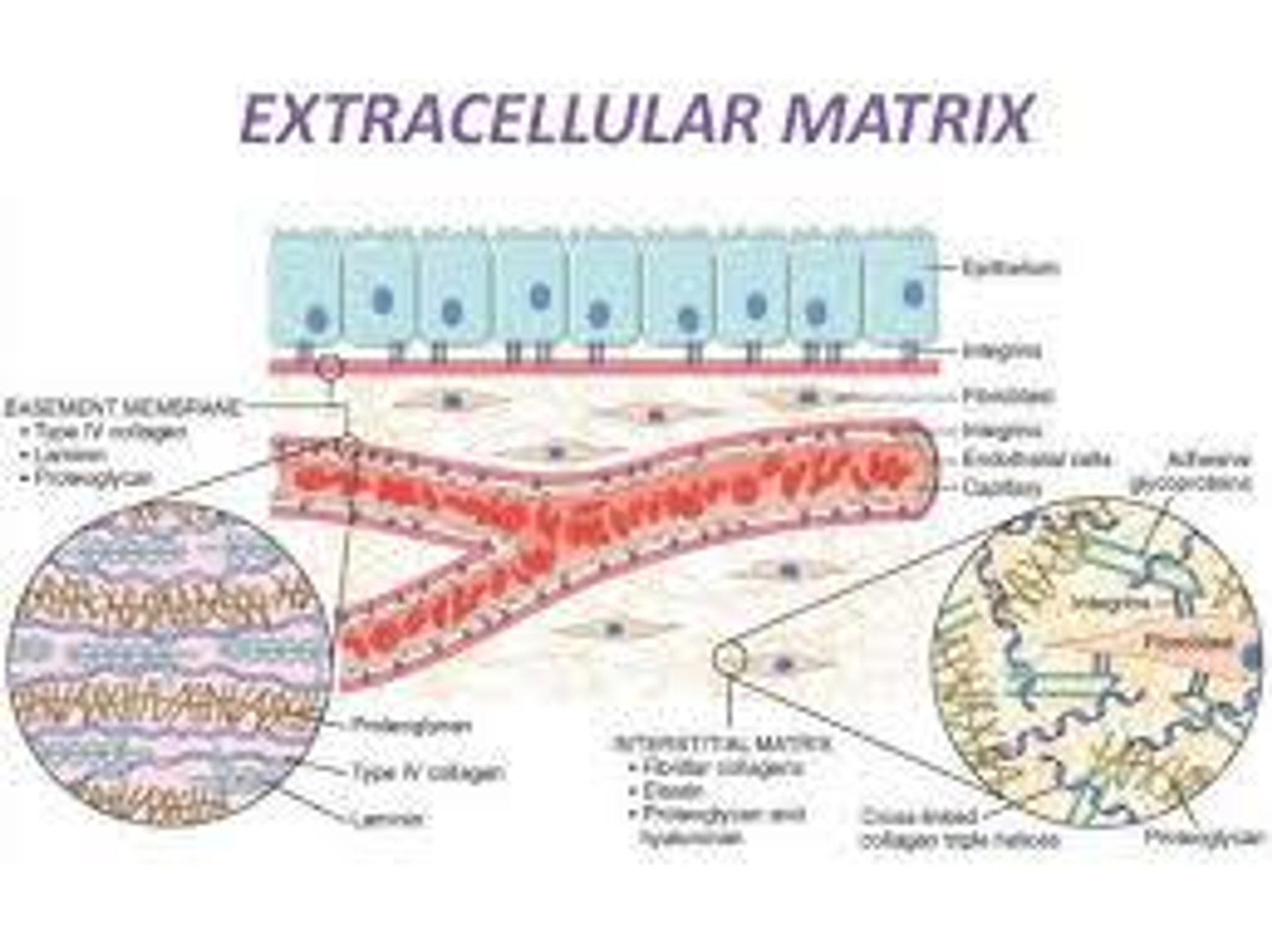 extracellular matrix