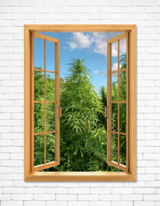 Window View Weed Bush Window View Weed Bush