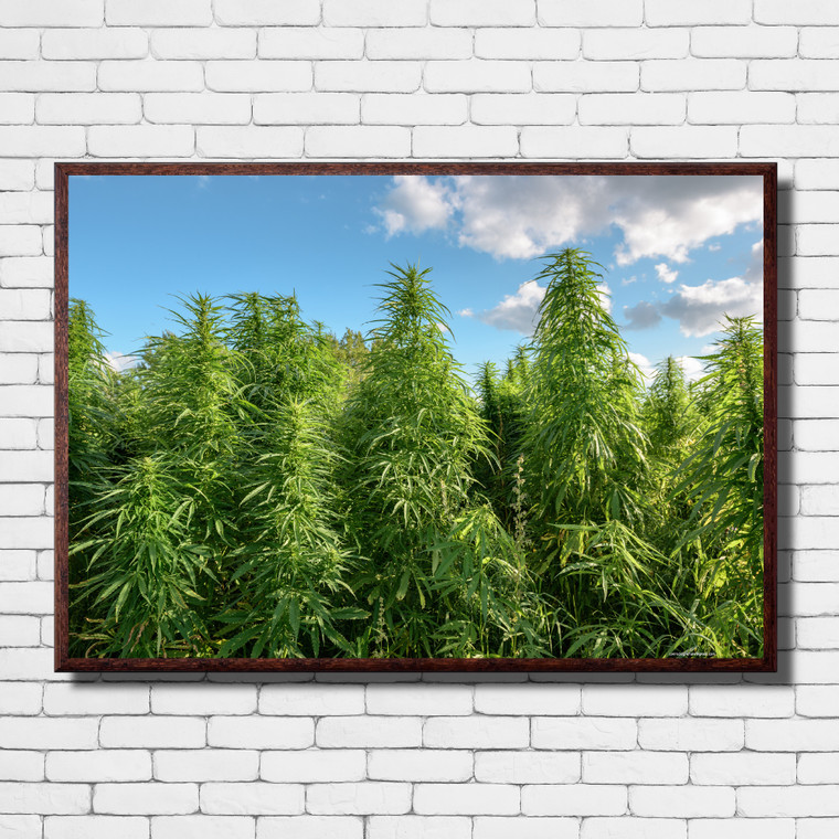CANNABIS FIELD Inspiration Rastafarian Print Art Home Wall Art Print Great for Gift Home Decor Picture Poster / Canvas
