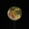 Fossil Coral Sphere #1179