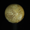 Fossil Coral #1293