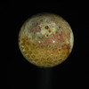 Fossil Coral #1293