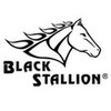 Black Stallion