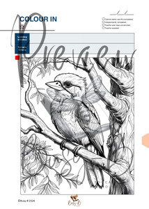 Kookaburra Colour-In