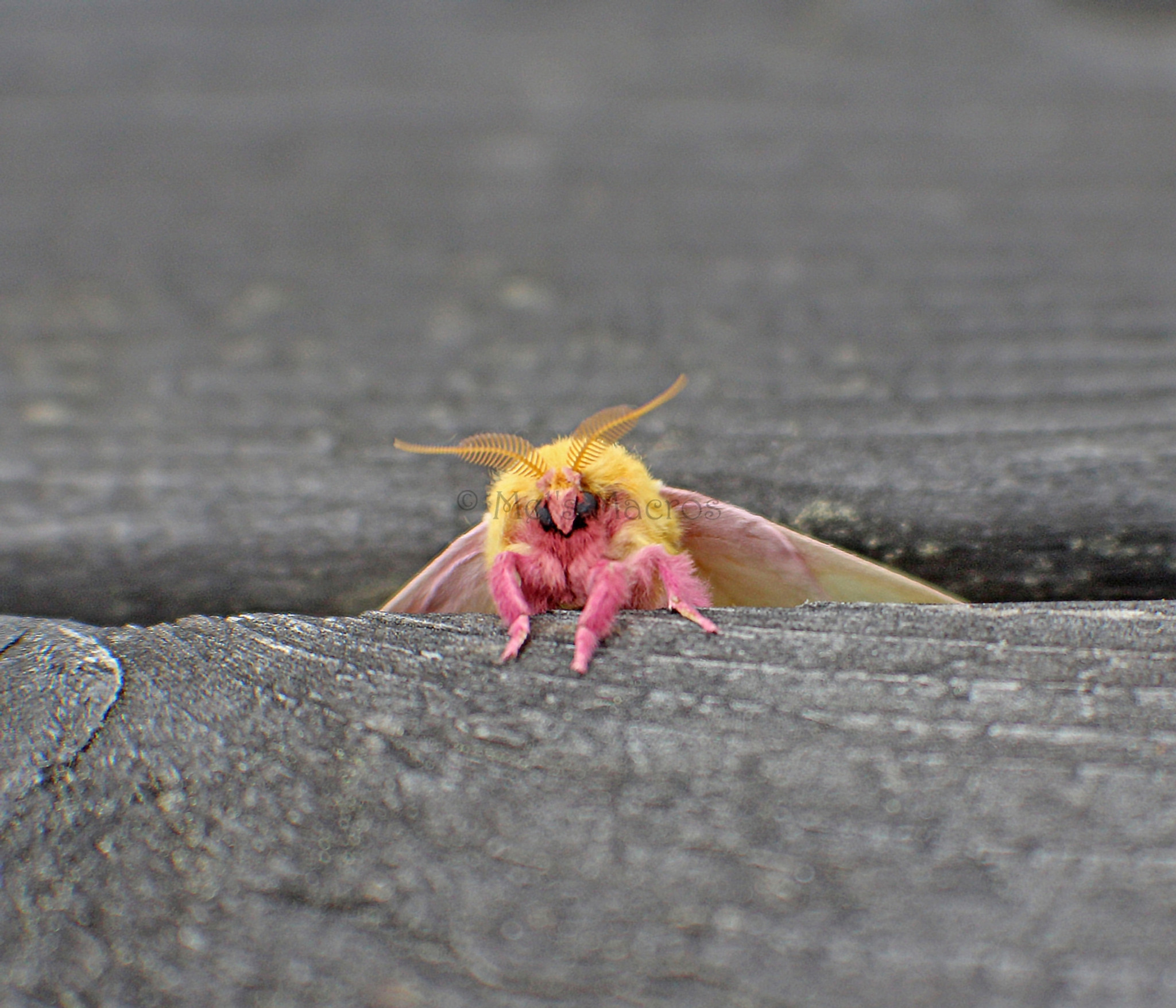 Rosy Maple Moth Hair Clip