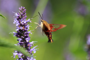 Clear Wing Hummingbird Moth